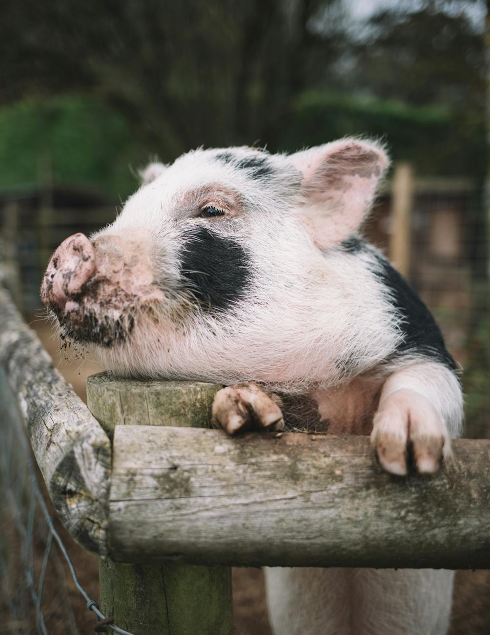 photograph of domestic pig